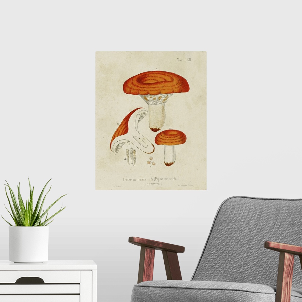 A modern room featuring Mushroom Varieties IX