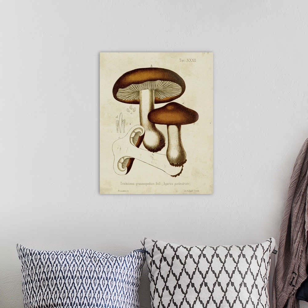 A bohemian room featuring Mushroom Varieties VI
