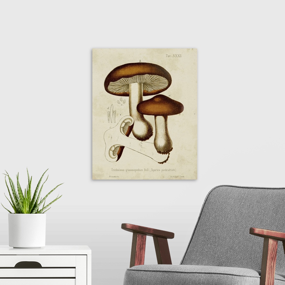 A modern room featuring Mushroom Varieties VI