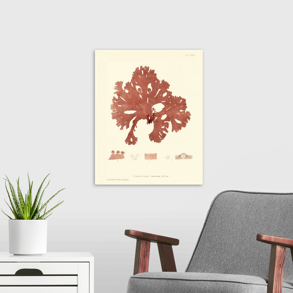 A modern room featuring Nature Print in Coral I