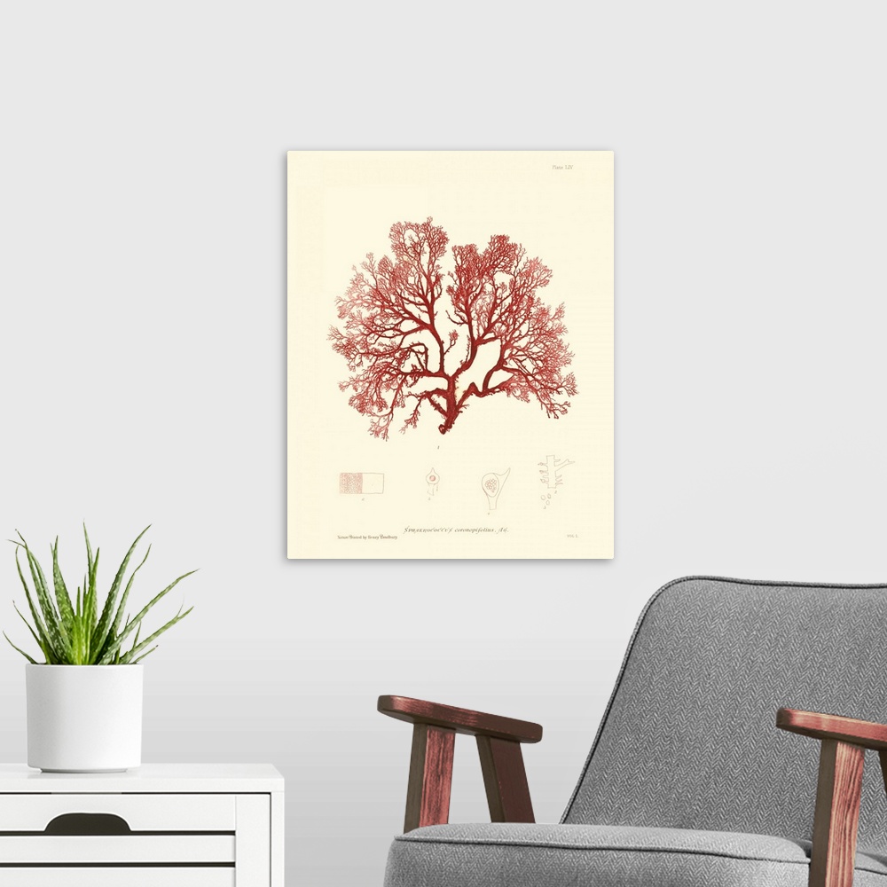 A modern room featuring Nature Print in Coral II