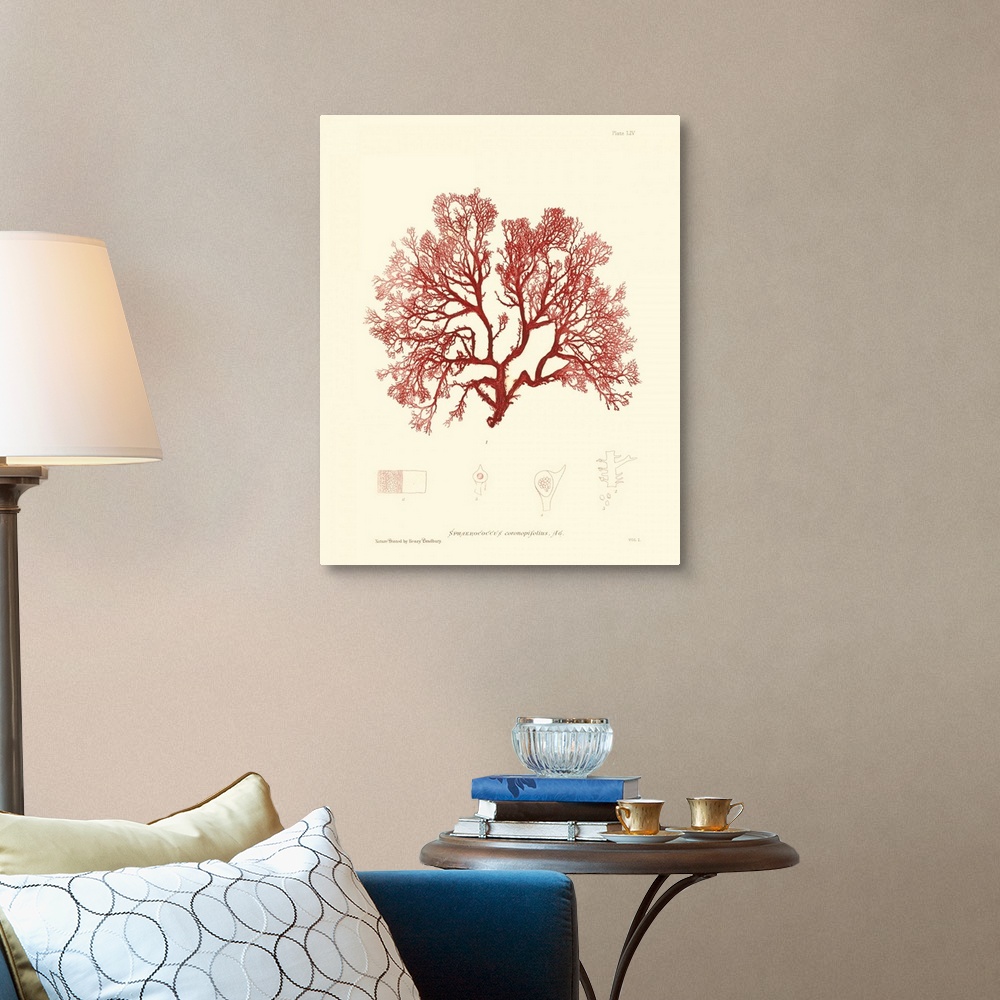 A traditional room featuring Nature Print in Coral II