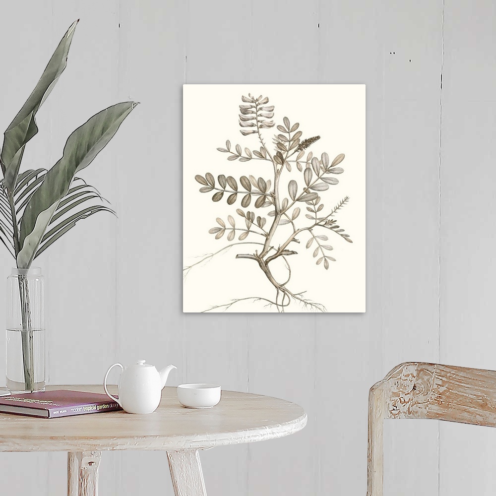 A farmhouse room featuring Illustrated botanical study in neutral tones.