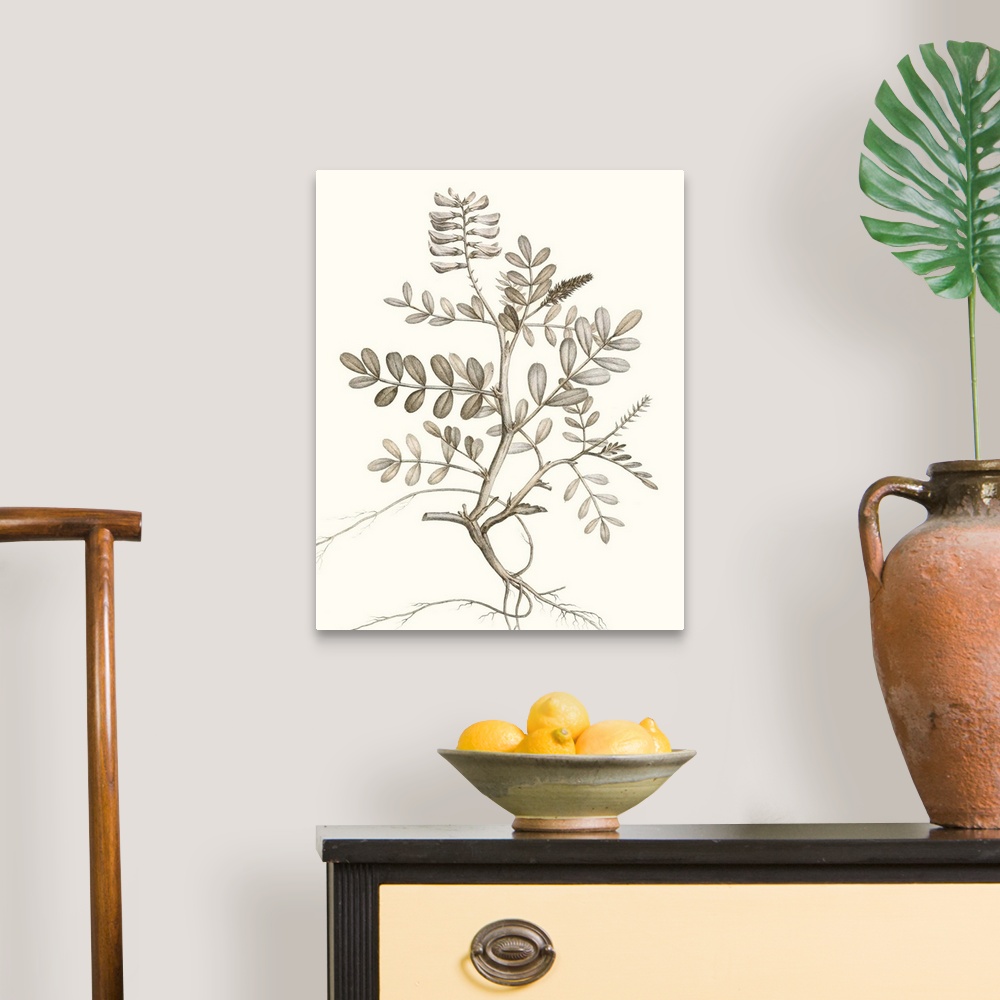 A traditional room featuring Illustrated botanical study in neutral tones.