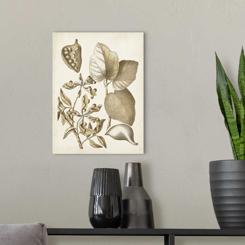 A modern room featuring This botanical illustration has a vintage style and illustrates the desire to study details of th...