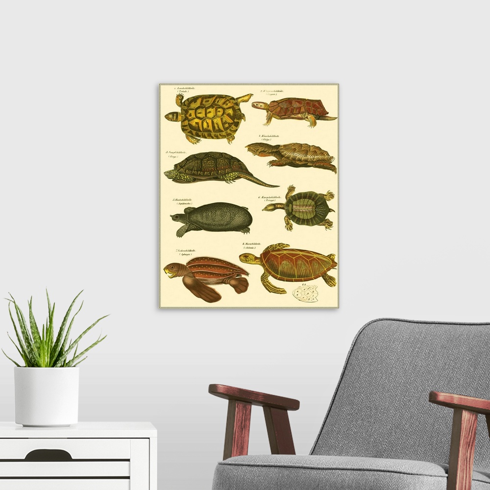A modern room featuring Oken Tortoise