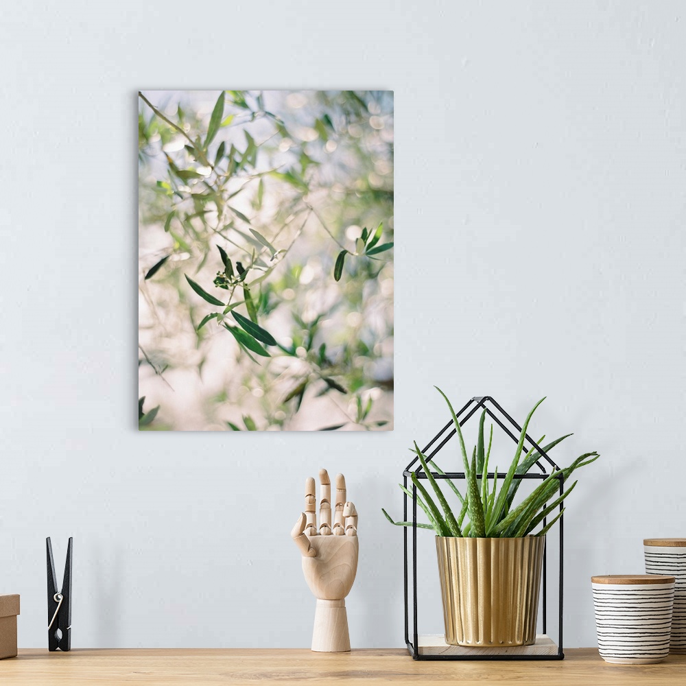 A bohemian room featuring A close up, short depth of field photograph of olive leaves in the sunlight.