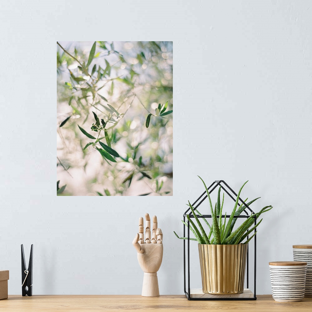 A bohemian room featuring A close up, short depth of field photograph of olive leaves in the sunlight.