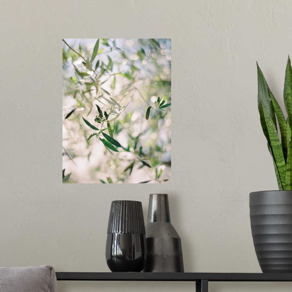 A modern room featuring A close up, short depth of field photograph of olive leaves in the sunlight.