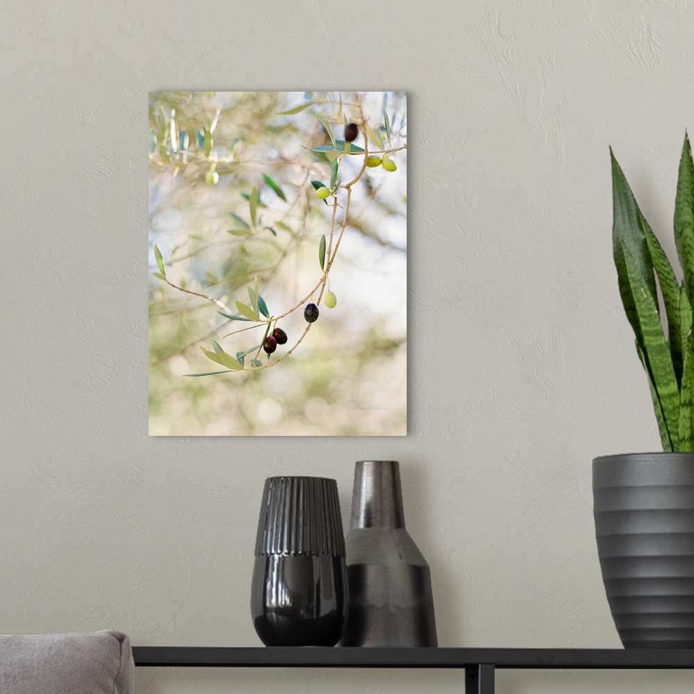 A modern room featuring Photograph of olive fruit on the branch, Positano, Italy.