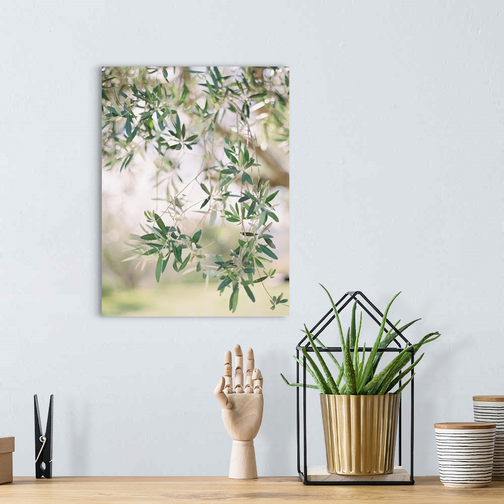A bohemian room featuring A close up, short depth of field photograph of olive leaves on the branch of a tree.