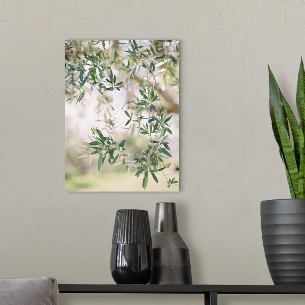 A modern room featuring A close up, short depth of field photograph of olive leaves on the branch of a tree.