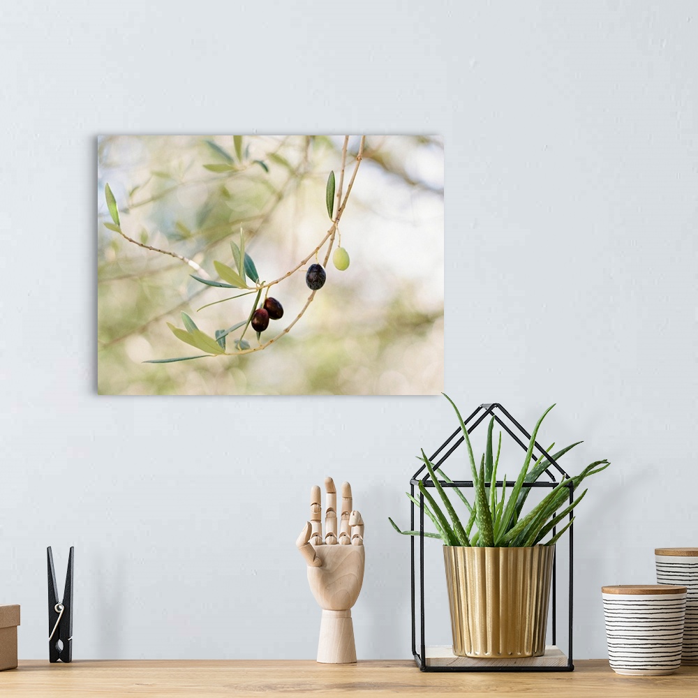 A bohemian room featuring Photograph of olive fruit on the branch, Positano, Italy.