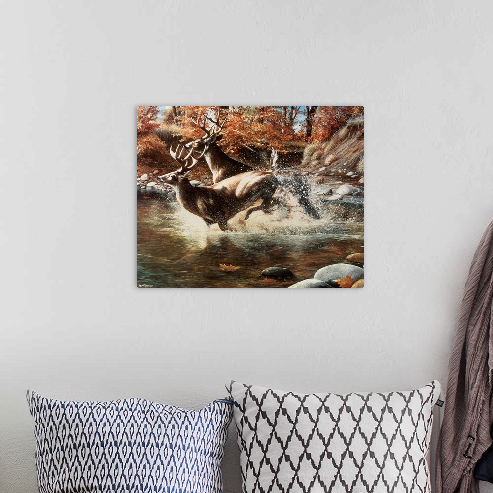 A bohemian room featuring Two large stags run through shallow water with autumn colored trees shown behind them.