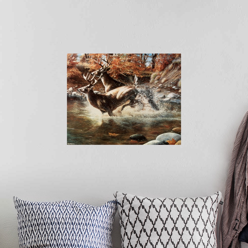 A bohemian room featuring Two large stags run through shallow water with autumn colored trees shown behind them.
