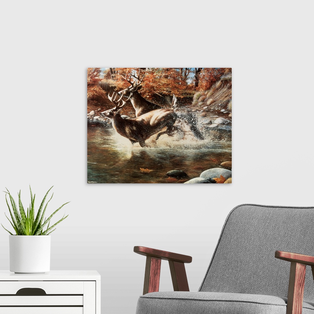 A modern room featuring Two large stags run through shallow water with autumn colored trees shown behind them.