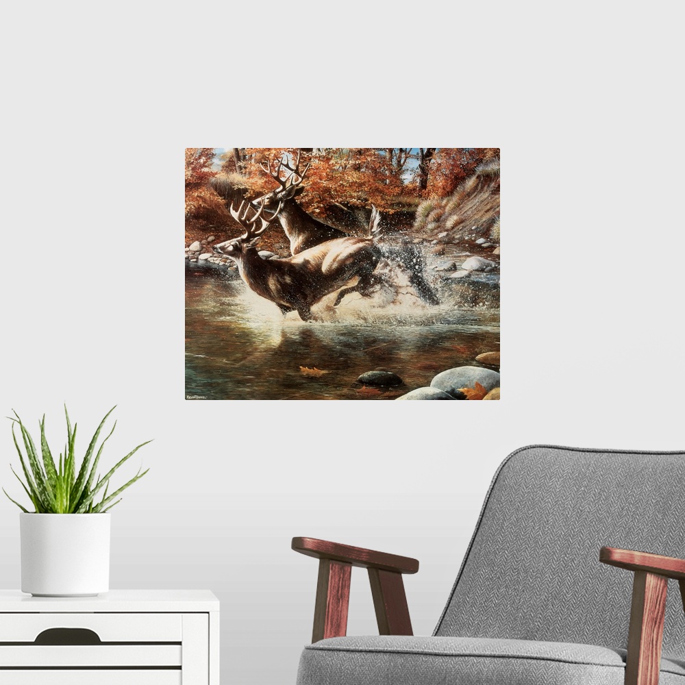A modern room featuring Two large stags run through shallow water with autumn colored trees shown behind them.