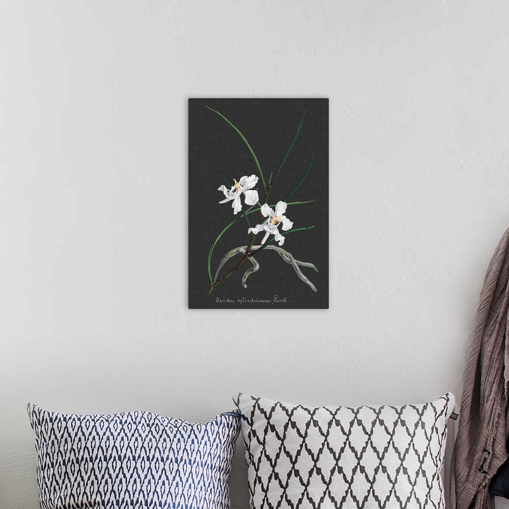 A bohemian room featuring Orchid on Slate II