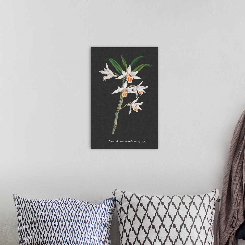 A bohemian room featuring Orchid on Slate IV