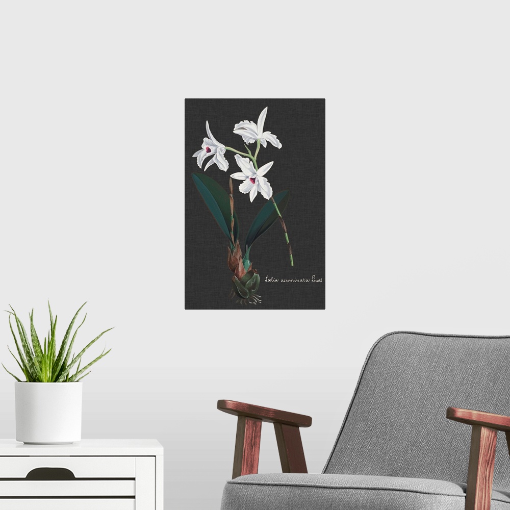 A modern room featuring Orchid on Slate V