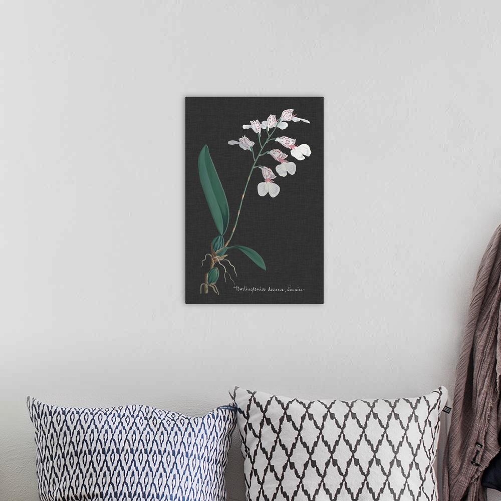 A bohemian room featuring Orchid on Slate VI