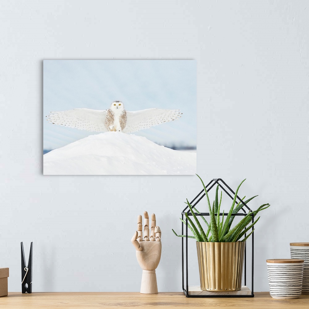 A bohemian room featuring Owl in Flight III