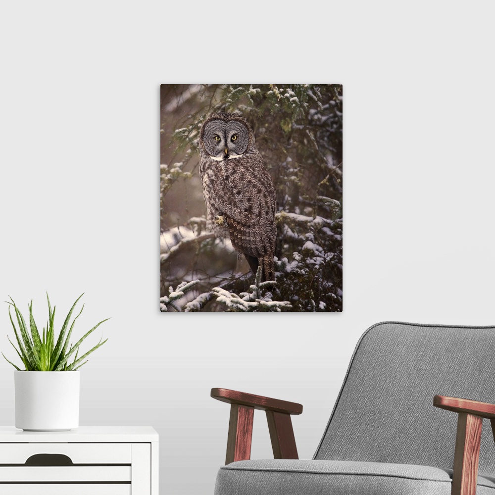 A modern room featuring Owl in the Snow I