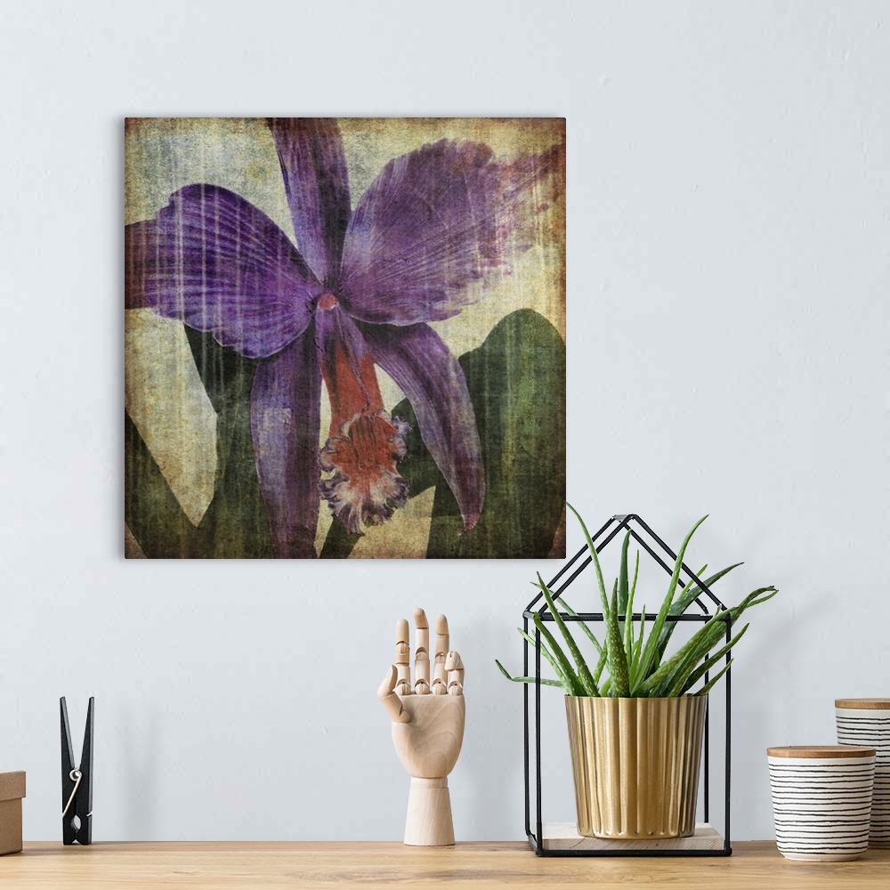 A bohemian room featuring Pacific Orchid II