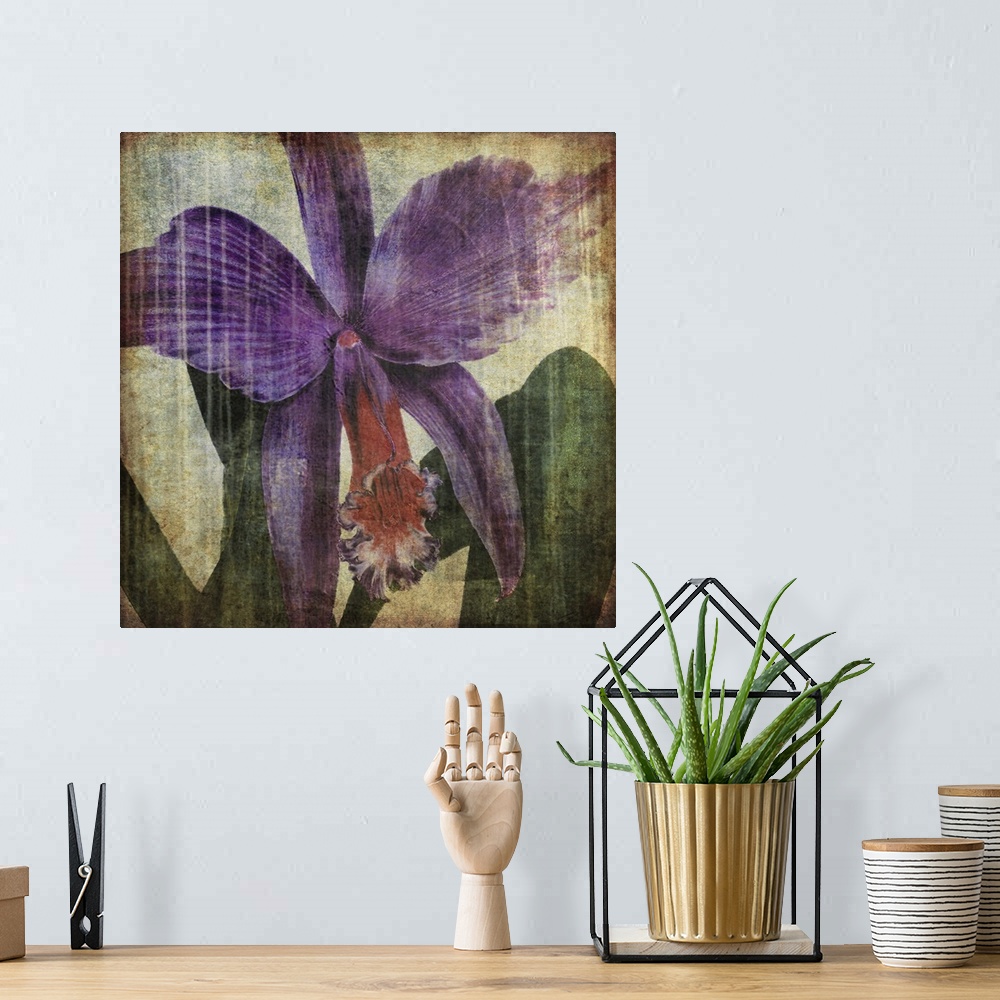 A bohemian room featuring Pacific Orchid II