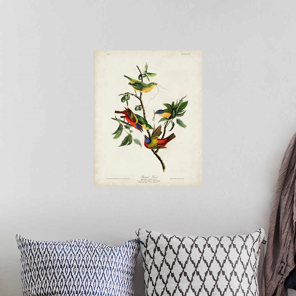 A bohemian room featuring Painted Finch