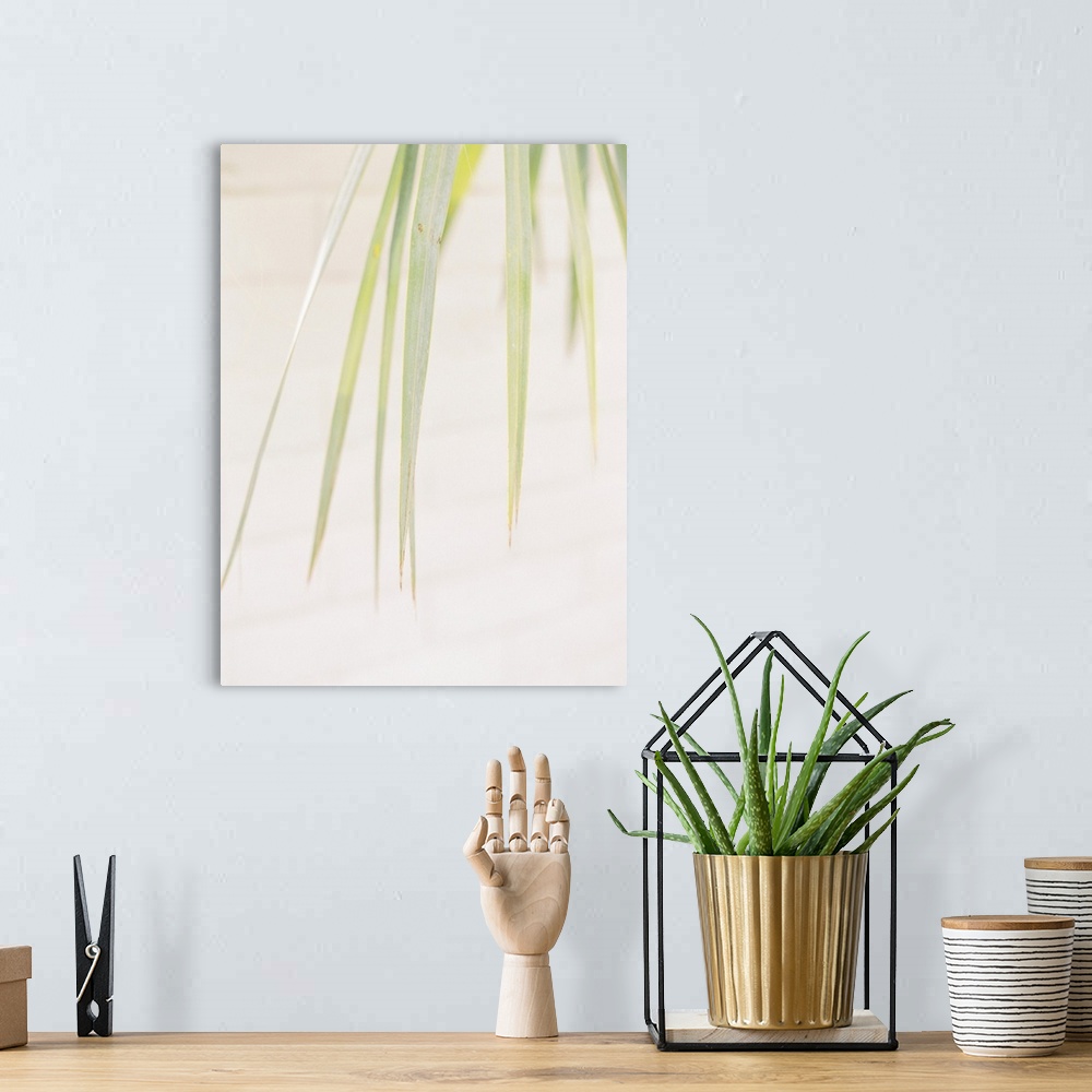 A bohemian room featuring A close up photograph of palm leaves against a desert background.