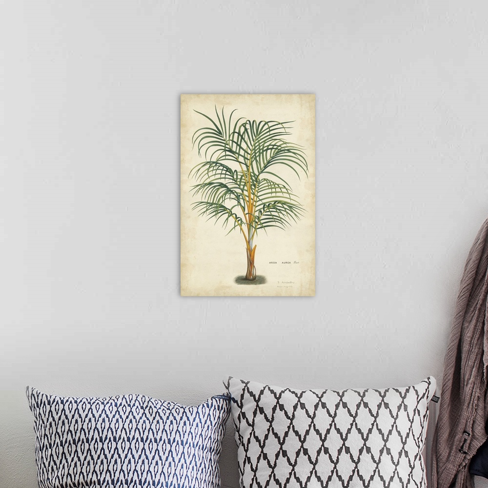 A bohemian room featuring Palm of the Tropics III