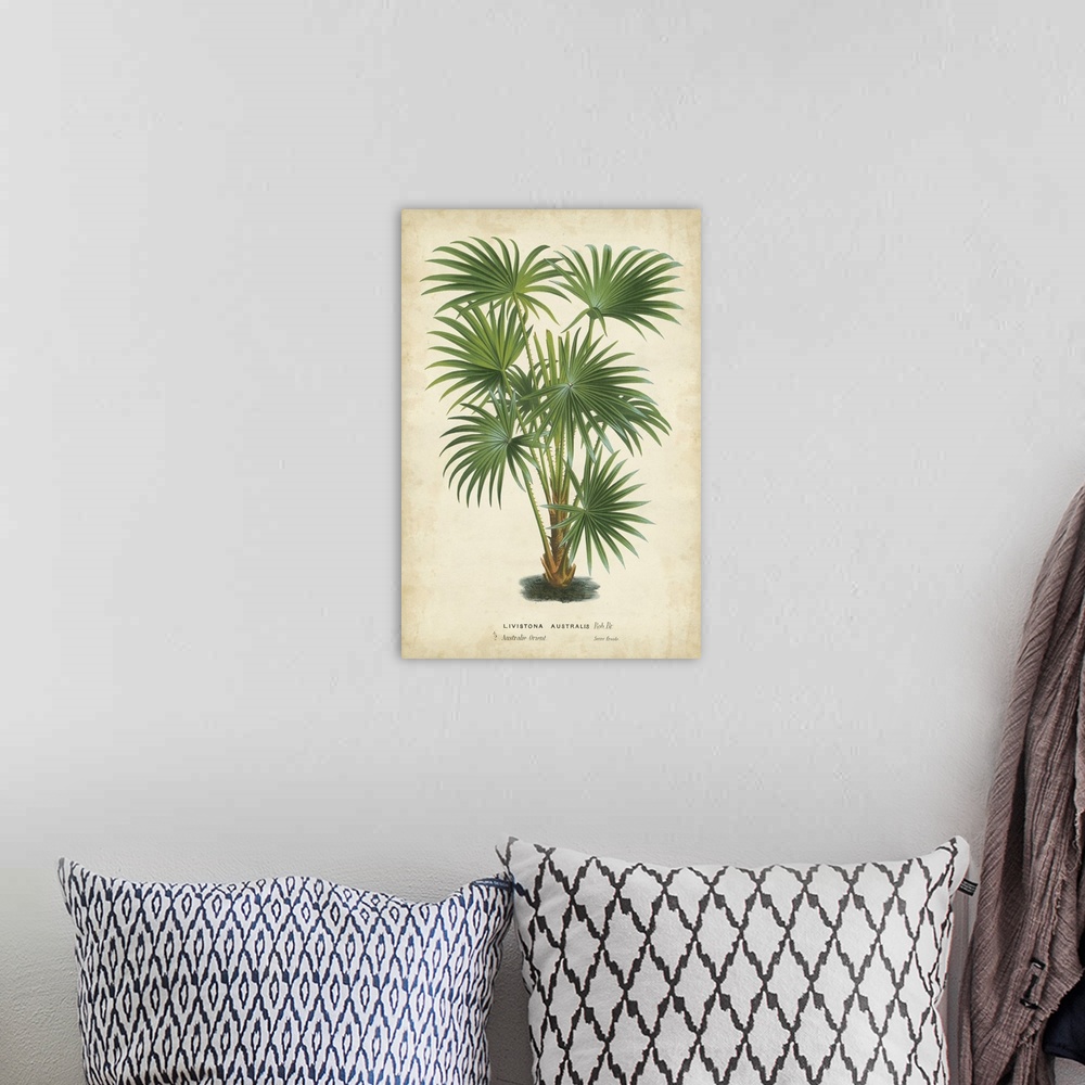 A bohemian room featuring Palm of the Tropics IV
