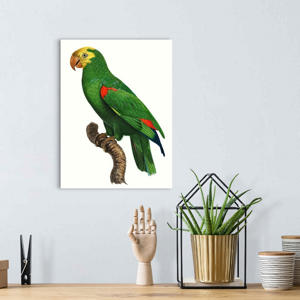 A bohemian room featuring Parrot of the Tropics III