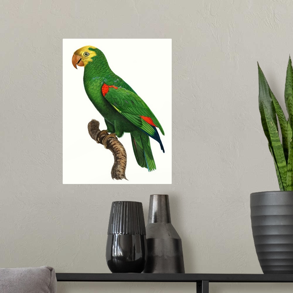 A modern room featuring Parrot of the Tropics III