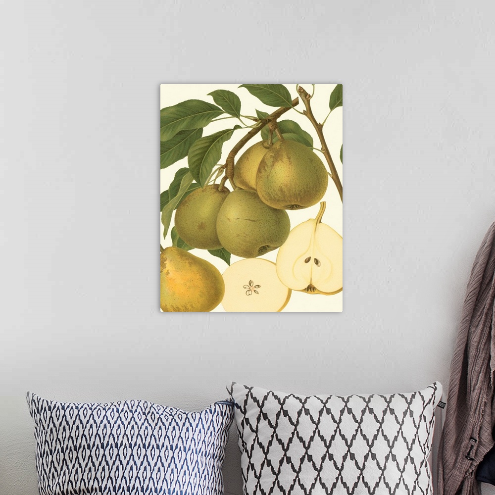 A bohemian room featuring Pear Varieties II