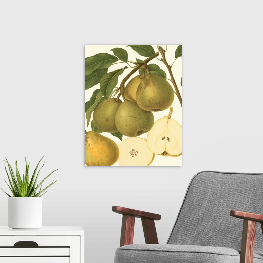 A modern room featuring Pear Varieties II