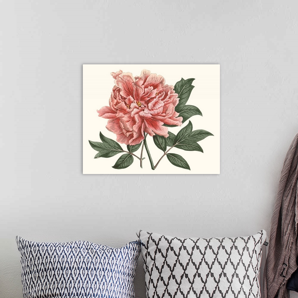 A bohemian room featuring Vintage-inspired botanical illustration of a blush-colored peony.