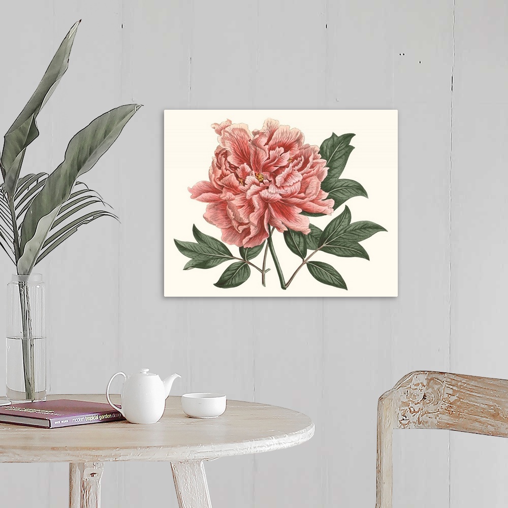 A farmhouse room featuring Vintage-inspired botanical illustration of a blush-colored peony.