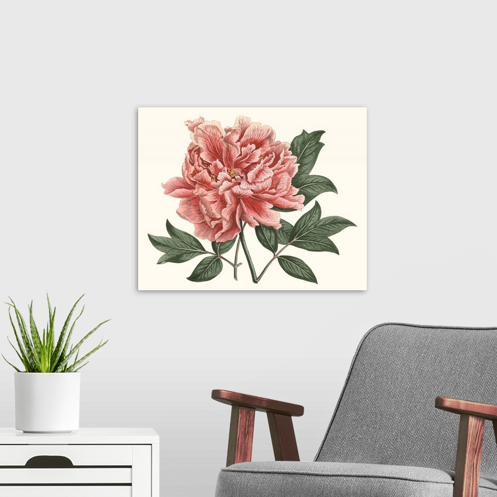 A modern room featuring Vintage-inspired botanical illustration of a blush-colored peony.