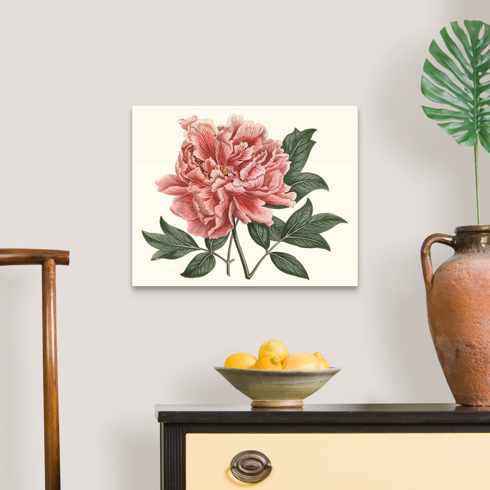 A traditional room featuring Vintage-inspired botanical illustration of a blush-colored peony.