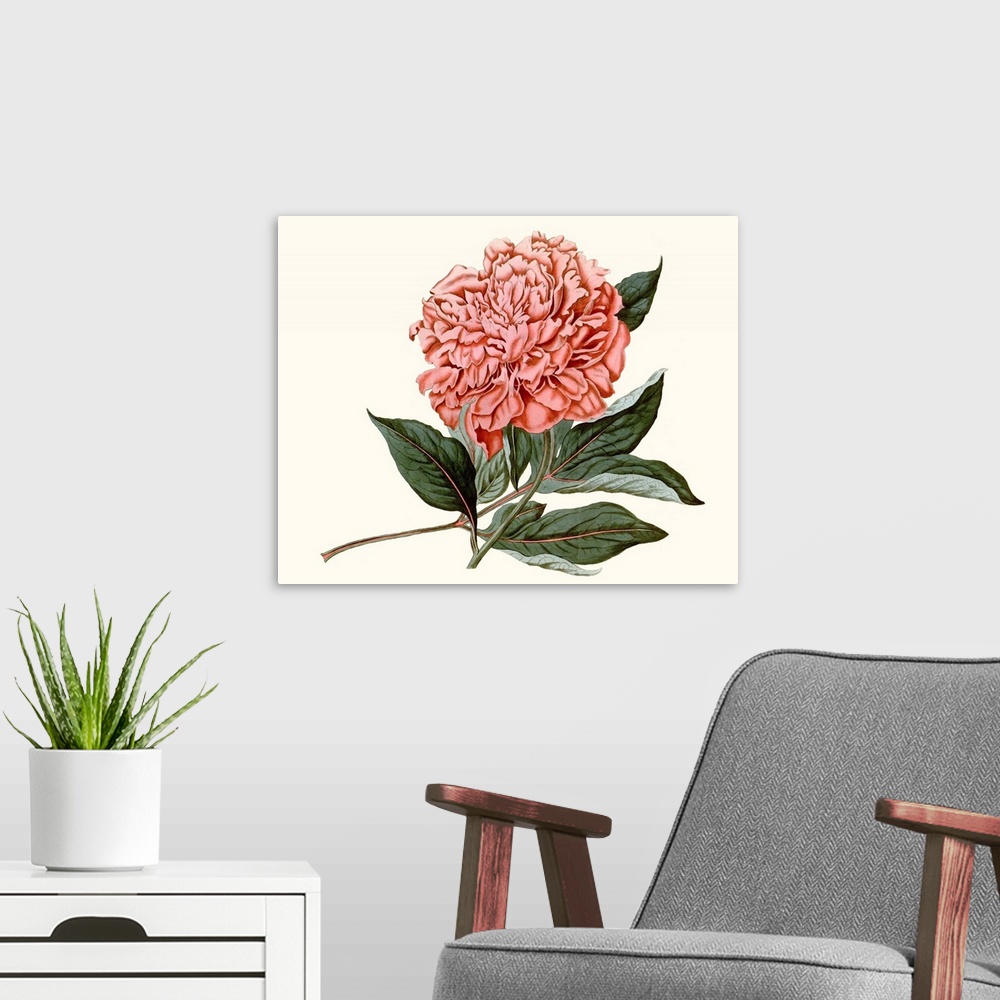 A modern room featuring Vintage-inspired botanical illustration of a blush-colored peony.