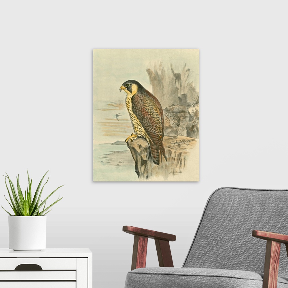 A modern room featuring Peregrine Falcon