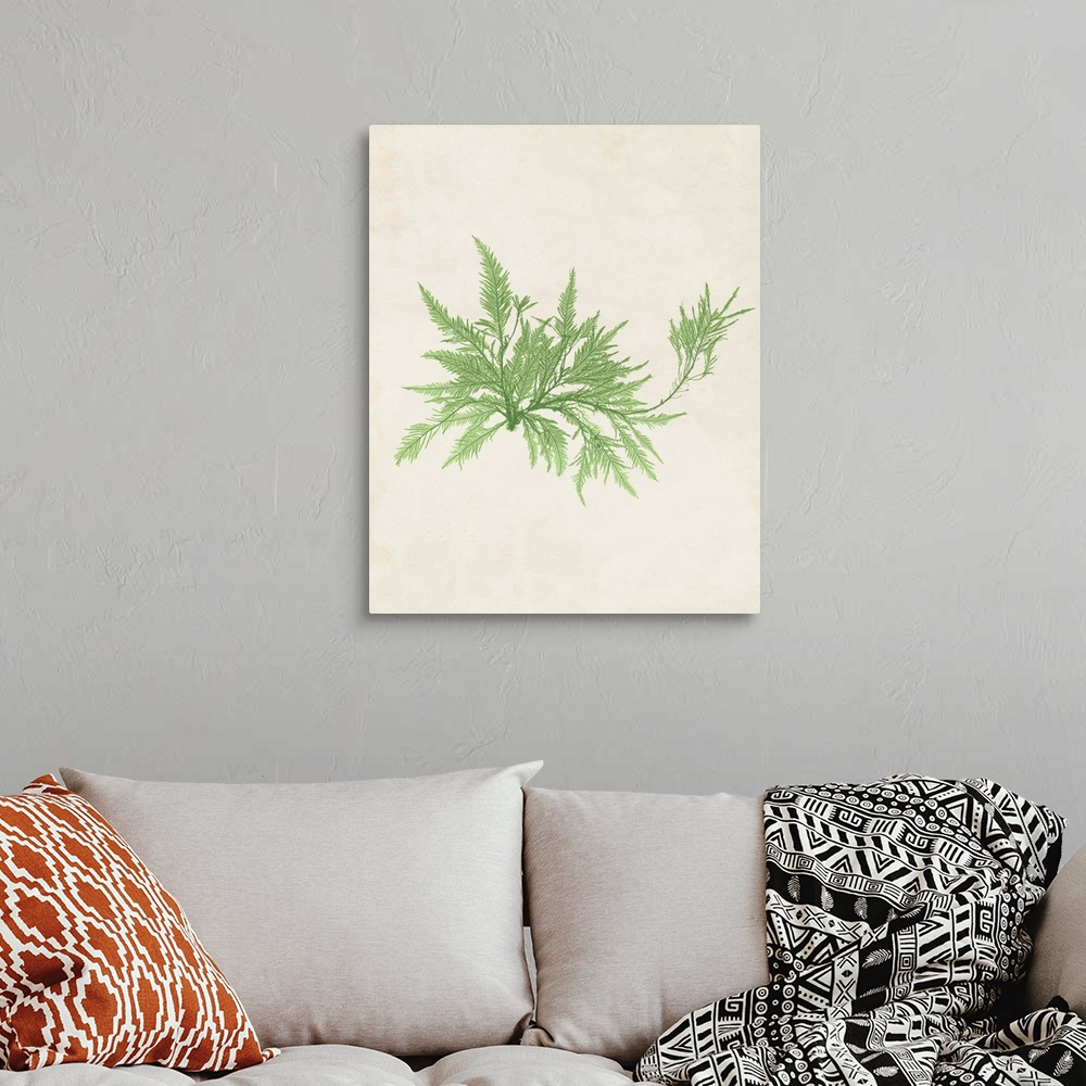 A bohemian room featuring Botanical illustration of seaweed in pale green on a parchment background.