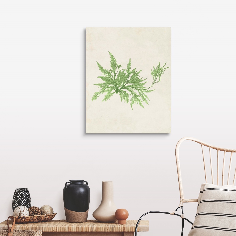 A farmhouse room featuring Botanical illustration of seaweed in pale green on a parchment background.