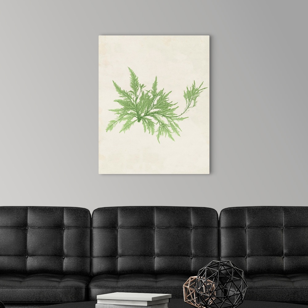 A modern room featuring Botanical illustration of seaweed in pale green on a parchment background.