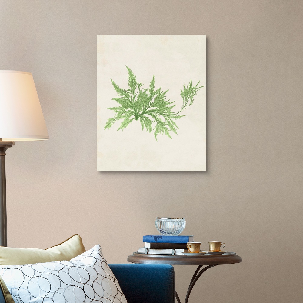 A traditional room featuring Botanical illustration of seaweed in pale green on a parchment background.