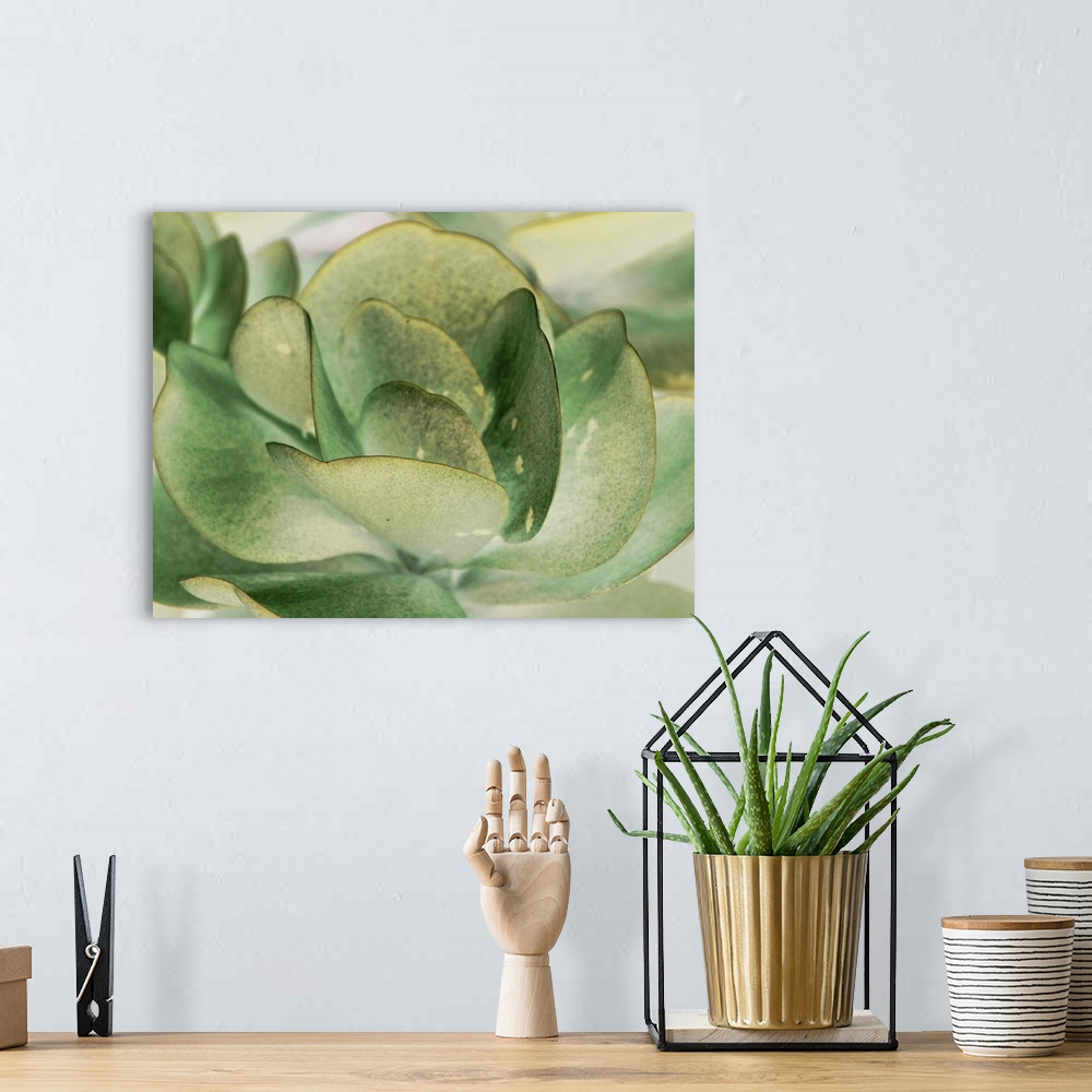 A bohemian room featuring A macro photograph of a succulent plant.
