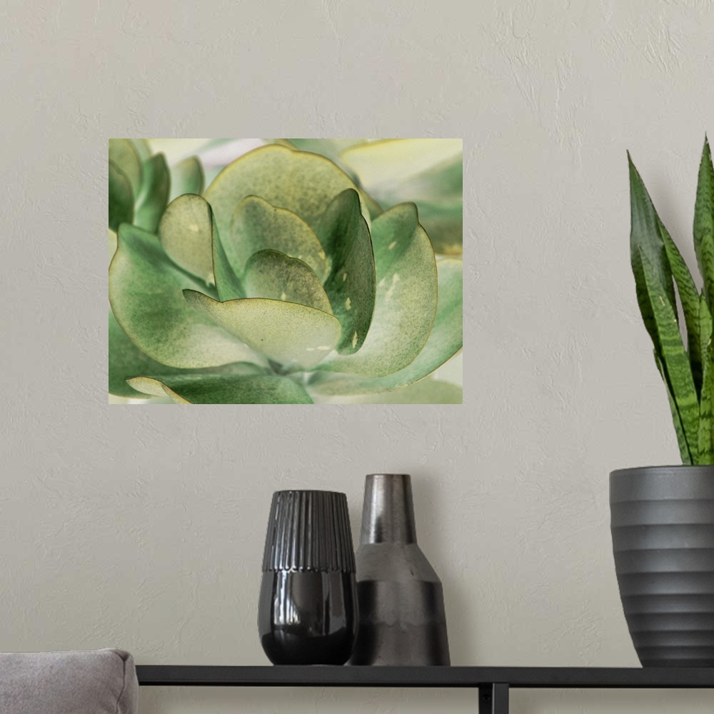 A modern room featuring A macro photograph of a succulent plant.