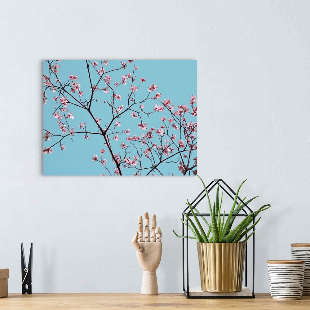 A bohemian room featuring A snapshot of nature and its beauty, this photo features white cherry blossoms and their branches...